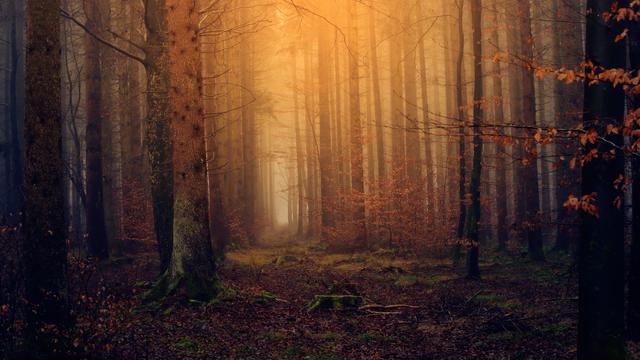 Voll mystisch, Oida! Vergesst den Blödsinn. Das mystische Waldviertel haben wir für Touristen erfunden.