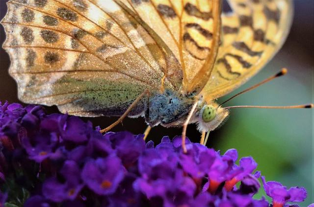 Der Schmetterling erfreut sich an den wunderbaren Blüten | Foto: Filomena Ausserhofer