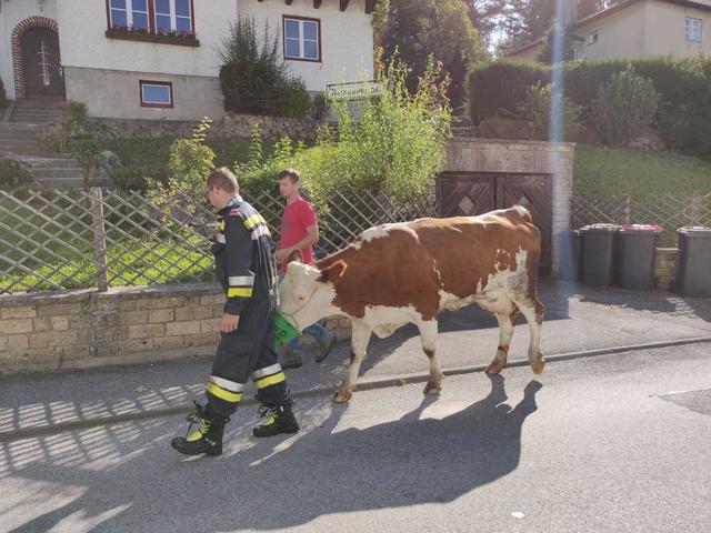 Entlaufene Kuh in Scheibbs: Unter Zuhilfenahme von "Leckerlis" gelang es den Feuerwehrkameraden das Tier einzufangen. | Foto: Freiwillige Feuerwehr Scheibbs