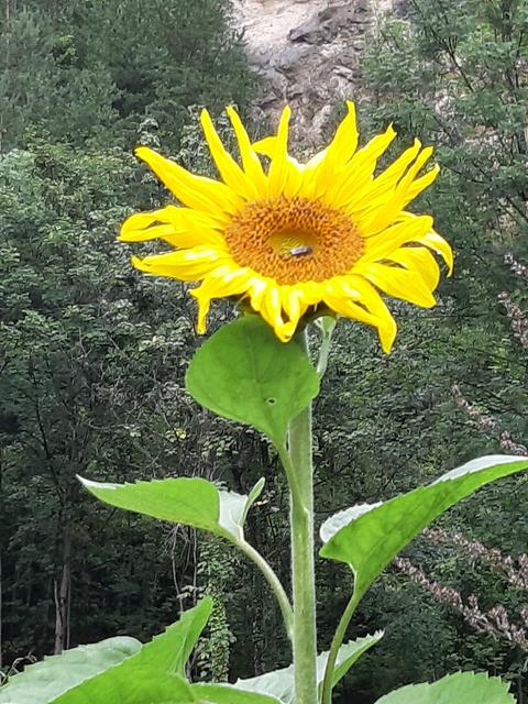 Ein gelber Farbtupfer im sonst kargen Steinbruch | Foto: Susi Fieber