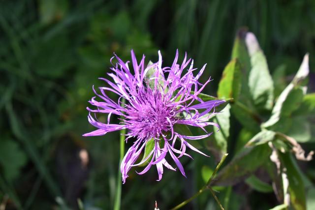 sonnenbaden - Blüte | Foto: Gery Theiner