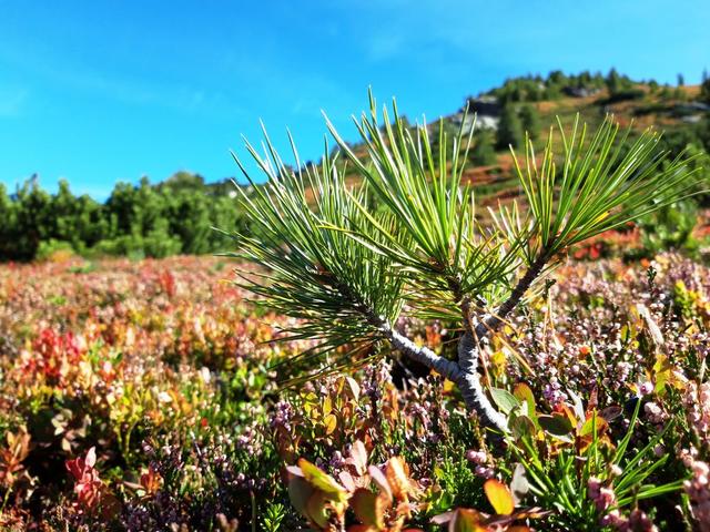 Zirbenbonsai  | Foto: Stephan Trojer