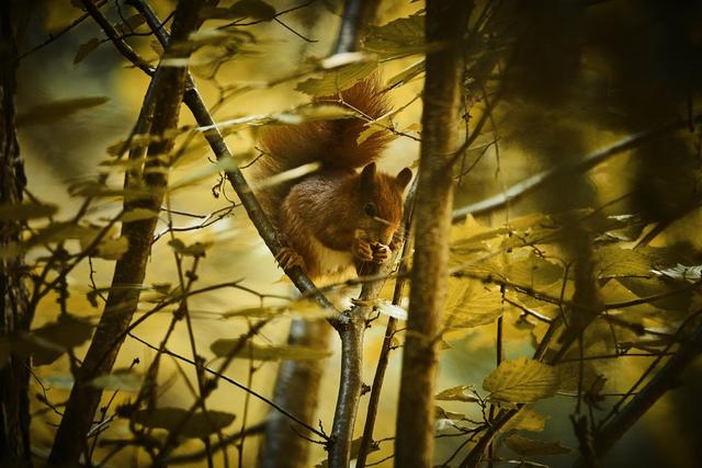 Eichhörnchen im Schlosswald | Foto: Ronald Seidlböck