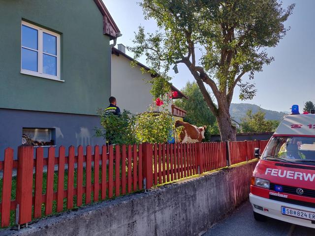 Kurioser Einsatz: Eine Kuh in Nachbars Garten in Scheibbs. | Foto: Freiwillige Feuerwehr Scheibbs