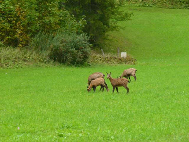 Foto: Hinterwildalpen 