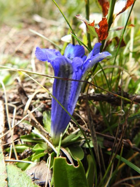 Schafe als Wegbegleiter – Dieser Stengelloser Enzian hat sich offenbar in der Jahreszeit geirrt. Aufgenommen beim Abstieg vom Straßkopf 2401m | Foto:  Alfred Schmutz