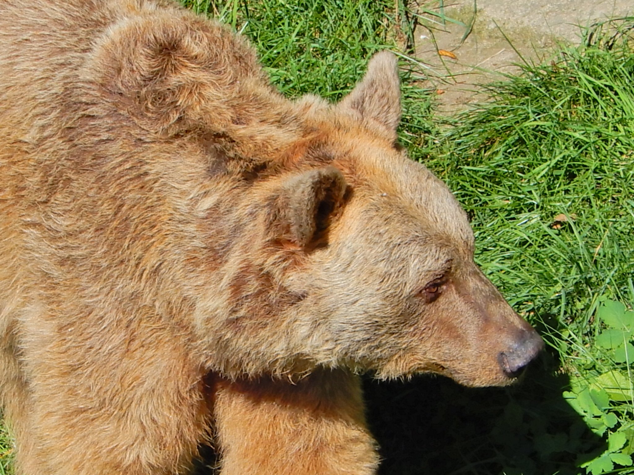 Bärenwald Arbesbach - Zwettl