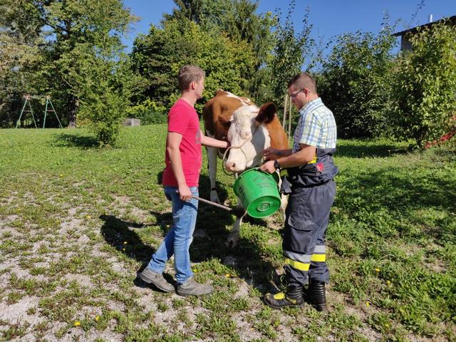 Entlaufene Kuh in Scheibbs: Unter Zuhilfenahme von "Leckerlis" gelang es den Feuerwehrkameraden das Tier einzufangen. | Foto: Freiwillige Feuerwehr Scheibbs