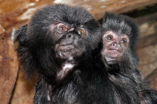 Nachwuchs bei den Springtamarine im Haus des Meeres.  | Foto: Guenther Hulla