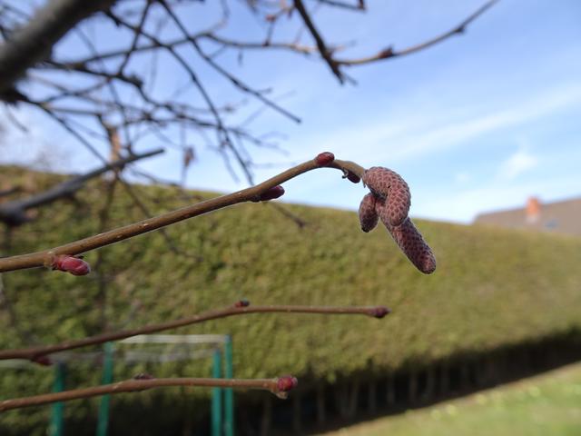 Knospen- und Blütenstand am 19.02.2019 | Foto: S.Plischek
