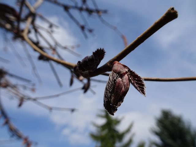 Die Blattknospen öffnen sich ... 26.03.2019 ... | Foto: S.Plischek