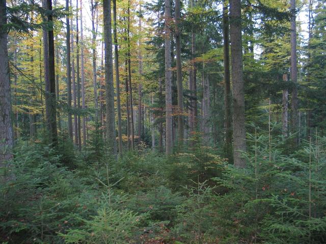 Tirols Waldbewirtschafter achten auf Biodiversität – ein neues Projekt unterstützt das.
 | Foto: LK Tirol