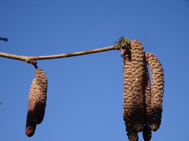 ... zu den weiblichen Blüten transportieren. 
(Sumsi bei der Arbeit!) | Foto: S.Plischek