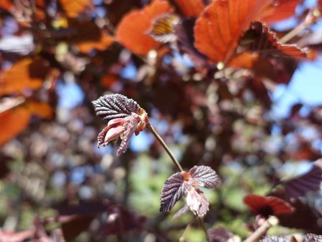 Rote Belaubung vollständig am 21.04.2019 ... | Foto: S.Plischek