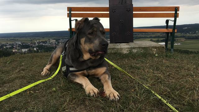 Wandern mit Hunden beim ARTE NOAH Wandertag