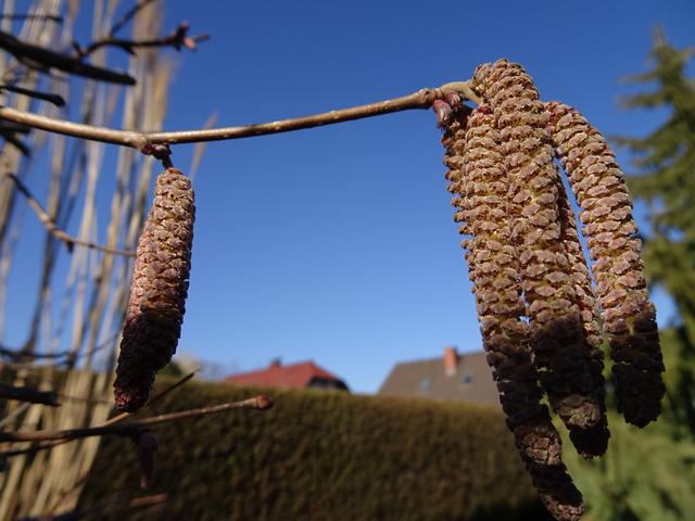 Für die Bestäubung und anschließende Befruchtung sorgen der Wind und ...  | Foto: S.Plischek