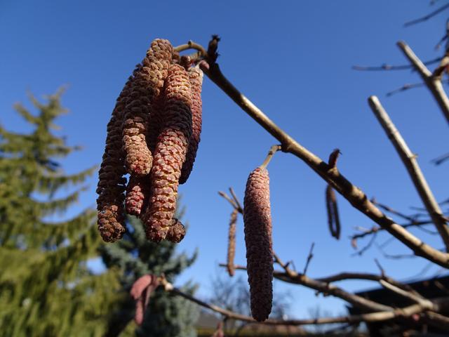 Männliche und weibliche Blüten am 25.02.2019 ... | Foto: S.Plischek