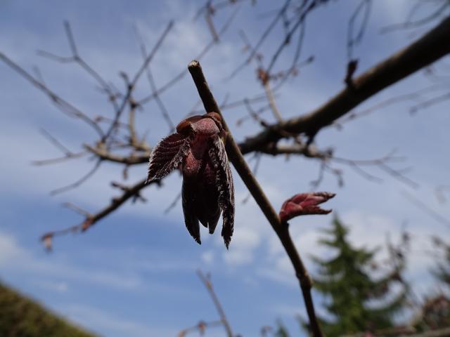 Austrieb ... 26.03.2019 | Foto: S.Plischek