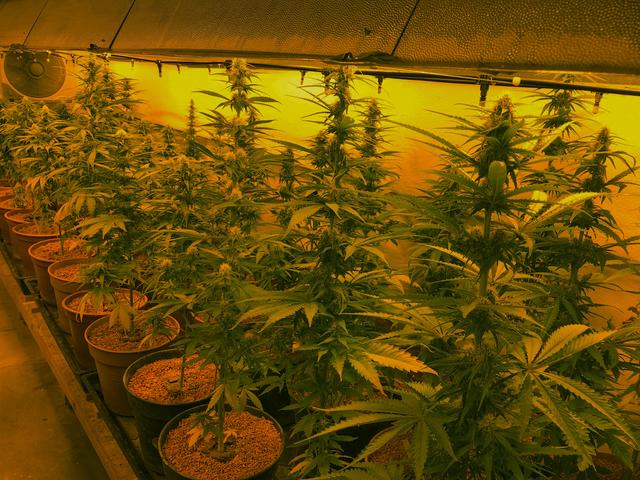 Die Plantage.