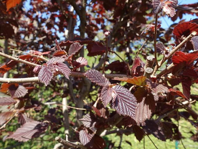 ... in der anschließenden Sommerzeit wachsen dann die Früchte heran! | Foto: S.Plischek