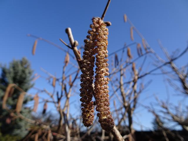 Männliche Blüten ... 27.02.2019 | Foto: S.Plischek