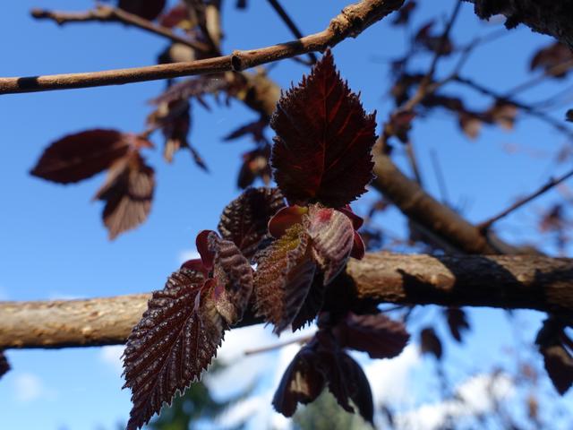Rotes Laub am 11.04.2019 ... | Foto: S.Plischek