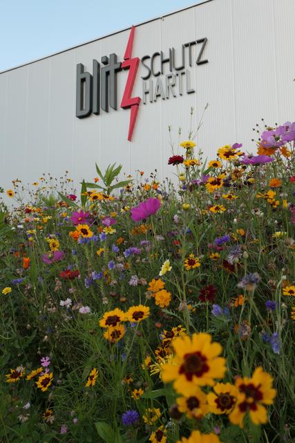 Die Blumenwiese ist in Arnreit. | Foto: Foto: Wiesinger