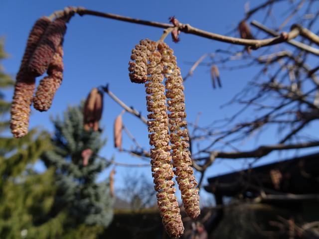 Männliche und weibliche Blüten am 27.02.2019 ... | Foto: S.Plischek