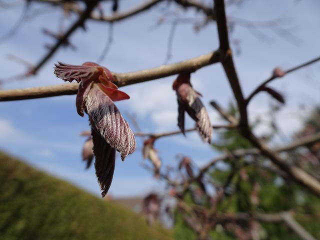 Es sind bereits kleine rote Blätter an den Zweigen entstanden ... 29.03.2019 ... | Foto: S.Plischek