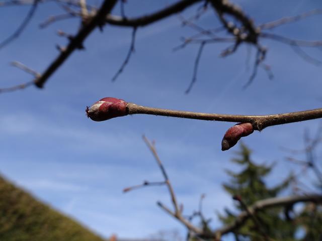 Weibliche Blüte ... 06.03.2019 | Foto: S.Plischek