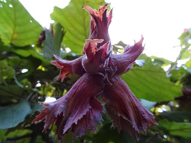 Früchte mit Fruchthüllen am 19.08.2019 ... | Foto: S.Plischek