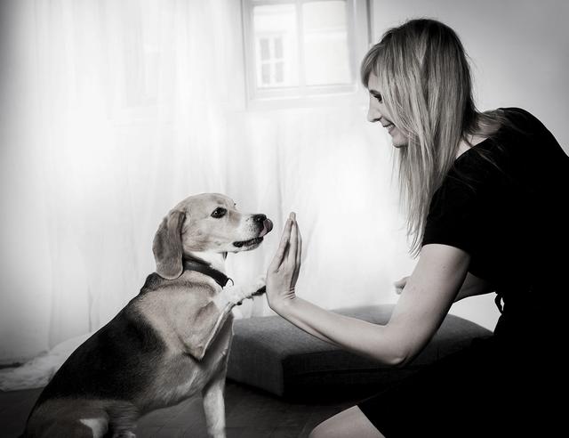 Für ein gutes Miteinander lohnt sich der Besuch einer Hundeschule. Beagle "Enzo" und sein Frauchen haben im SVÖ Hunde-Sport-Zentrum viel gelernt.  | Foto: Photogräfin 