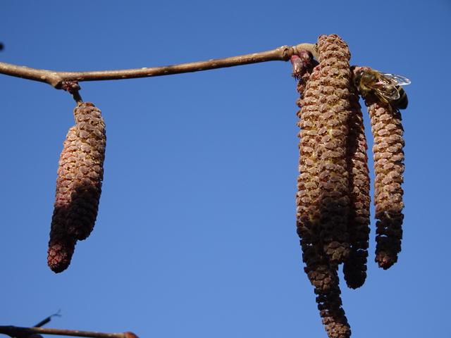 ... die emsigen Bienen, die im Zuge ihrer Nahrungssuche den Blütenstaub von den männlichen ... | Foto: S.Plischek