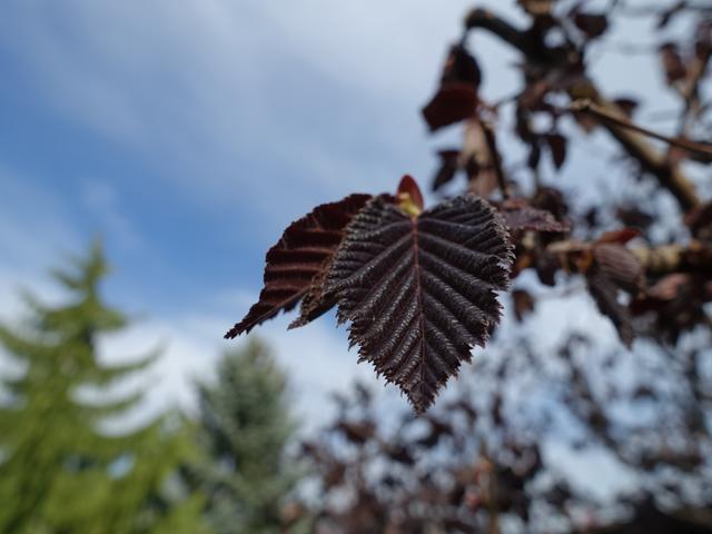 Ein rotes Herzblatt als Geschenk von Mutter Natur! | Foto: S.Plischek
