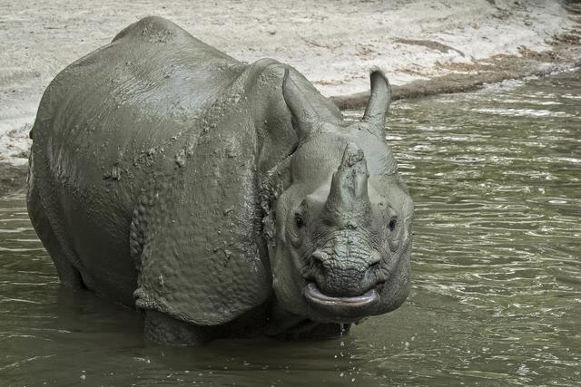 Seit 2006 leben im Tiergarten die Panzernashörner Sundari und Jange.