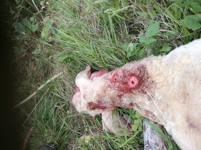Der Tierkadaver weist auffällige Verletzungen auf, es wurde eine Attacke eines Wolfs vermutet.