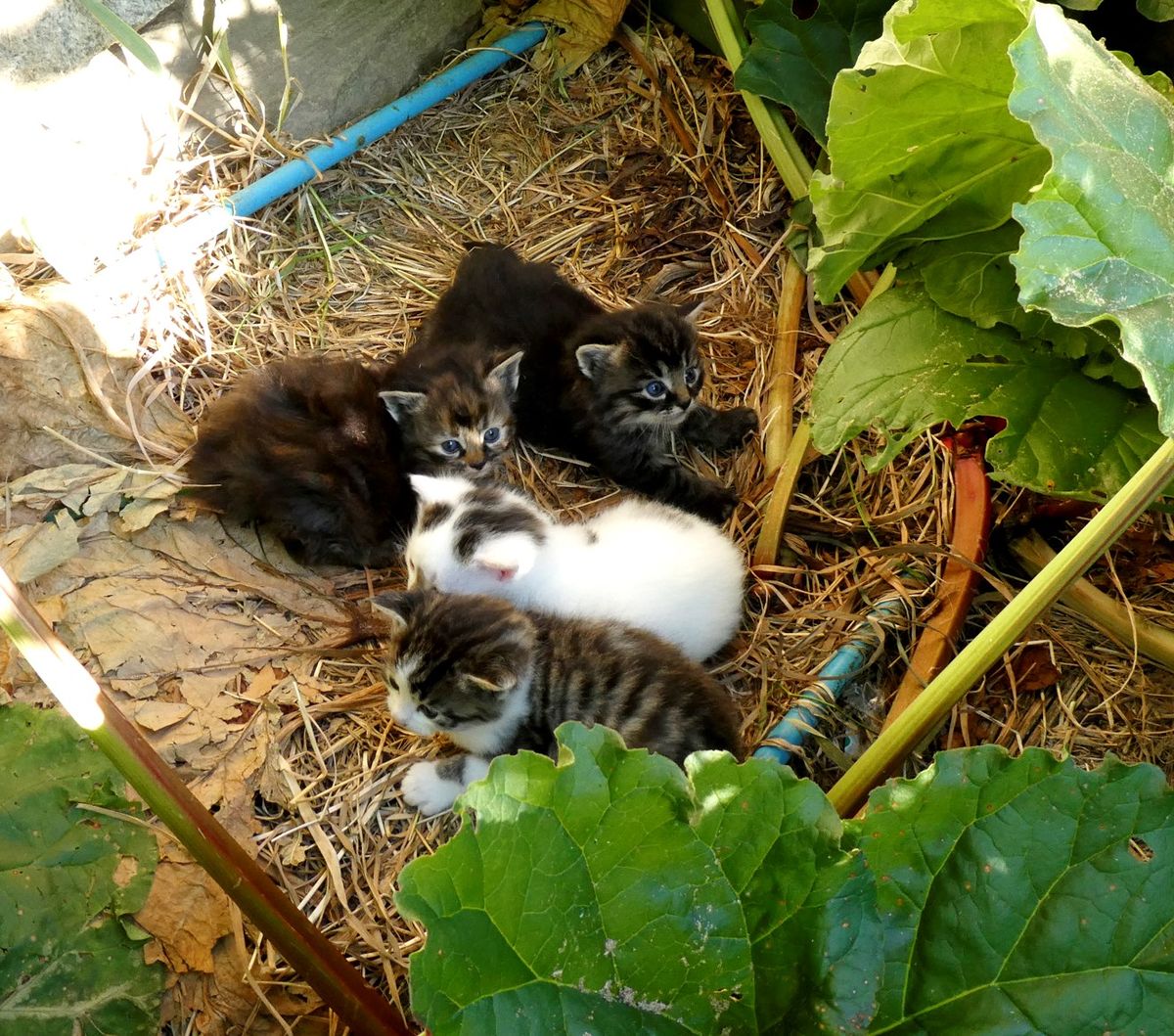 Katzenbabys Unterm Rhabarber Geboren In Schachnern Gem