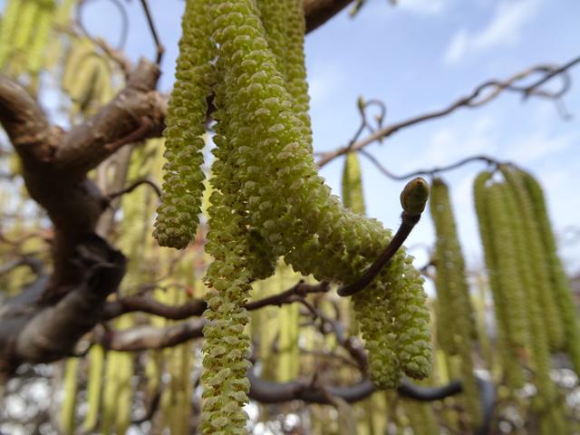 ... 03.03.2019 ... | Foto: S.Plischek