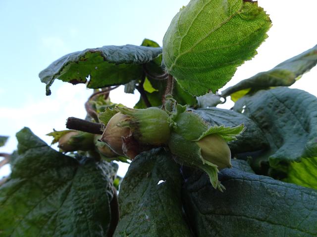 Die fertigen Früchte, allerdings sind die Haselnüsse jetzt noch unreif! ... 08.09.2019 ... | Foto: S.Plischek