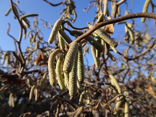 ... und am 05.02.2019 ... | Foto: S.Plischek