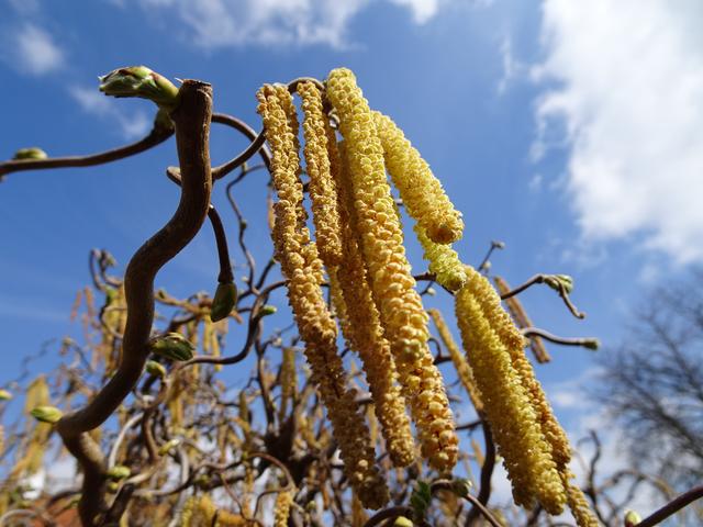 ... 29.03.2019 ... | Foto: S.Plischek