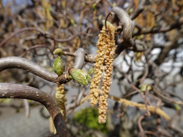 29.03.2019: Es öffnen sich schon die ersten Blattknospen ... | Foto: S.Plischek