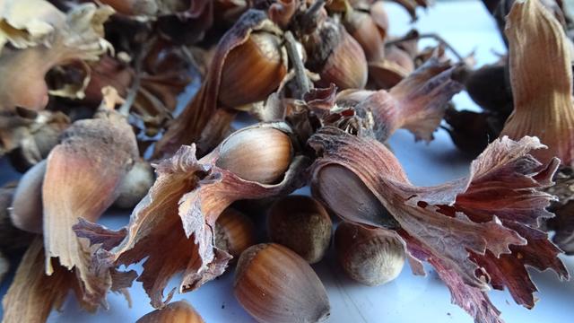 Reife Haselnüsse am 19.09.2019 ... | Foto: S.Plischek