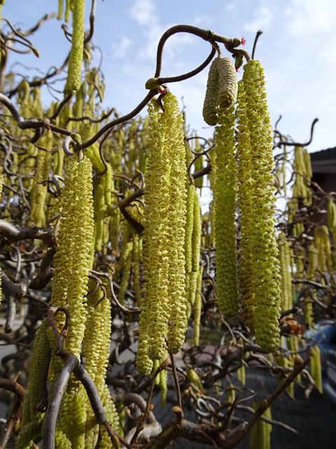 03.03.2019: Hier im Bild sind oberhalb der männlichen auch die weiblichen Blüten zu sehen! ...  | Foto: S.Plischek