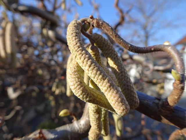... 05.02.2019 ... | Foto: S.Plischek