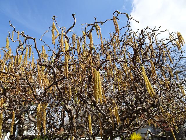 29.03.2019: Die verblühten Haselnusskätzchen fallen ab und werden ... | Foto: S.Plischek