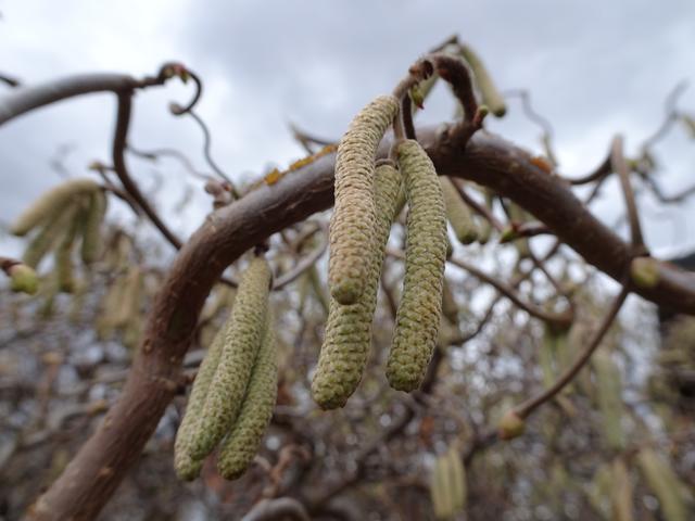 Wie bereits bei der Bilddoku der Bluthasel beginnt auch die Entwicklung der Korkenzieherhasel im Feber 2019 ... | Foto: S.Plischek