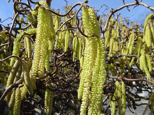 06.03.2019: Der Baum ist jetzt übersät mit Haselnusskätzchen, ein schöner Anblick!!! ...
Die männlichen Blüten können allerdings aufgrund des umfangreichen Pollenstaubs, den sie in der Luft verteilen, Allergien auslösen! ...
 | Foto: S.Plischek