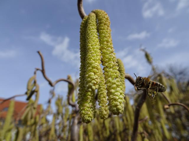 "Sumsi im Landeanflug" am 03.03.2019 ... | Foto: S.Plischek