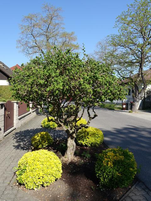 ... vom grünen Blattschmuck abgelöst ... 21.04.2019! 
Aus den Fruchtständen entstehen die Haselnüsse, die während der Sommerzeit heranwachsen! ...  | Foto: S.Plischek